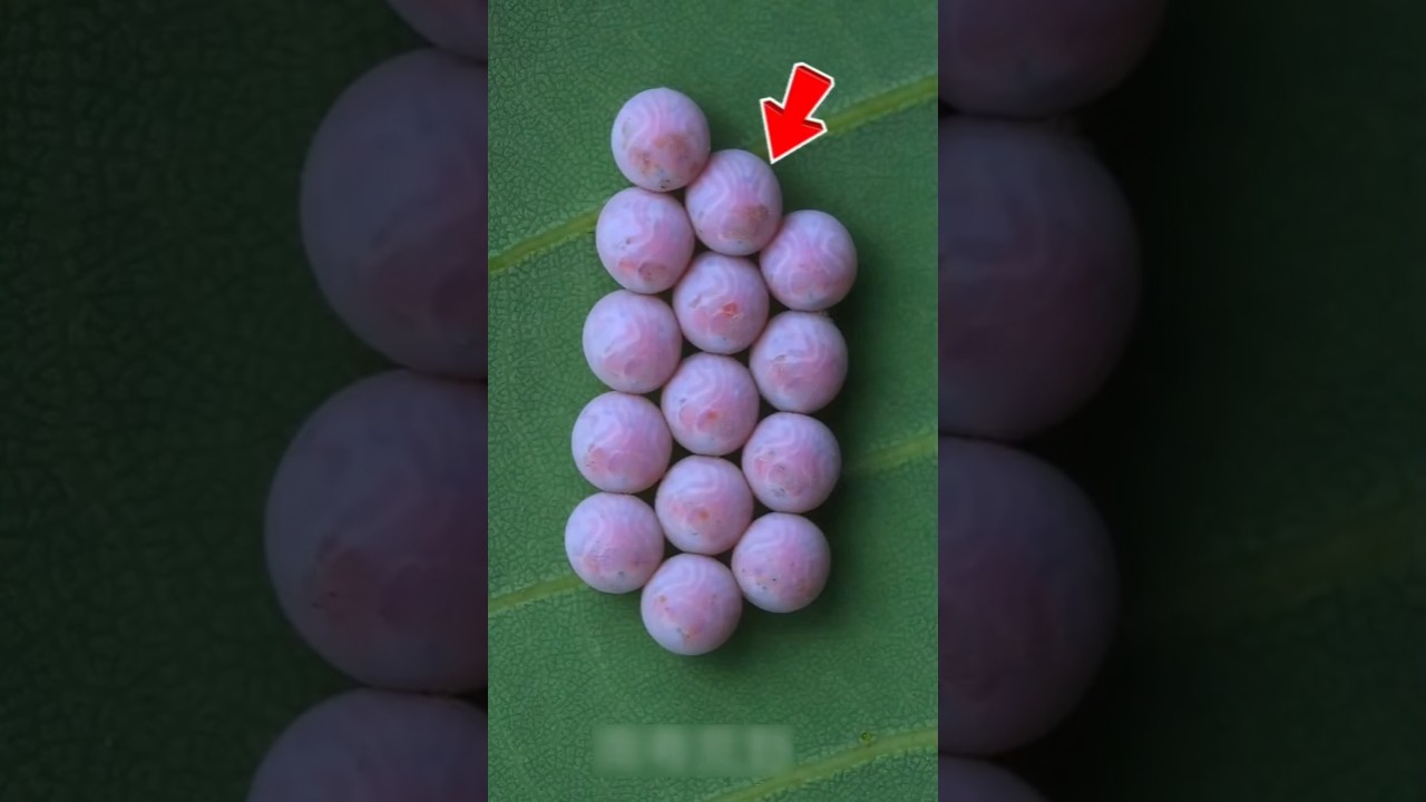 Stink Bug or Alien Egg? 🤯 The Truth Will Surprise You! #Shorts #NatureFacts #StinkBug