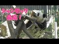5/3シャンシャン最高❤シャンモックを隅々チェック！飼育員さんありがとう❤ 上野動物園【パンダ生活チャンネル】