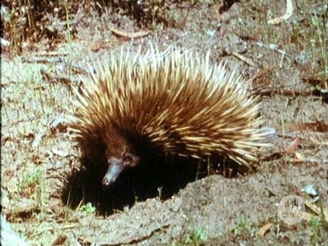 The echidna (or spiny ant-eater) (1969)