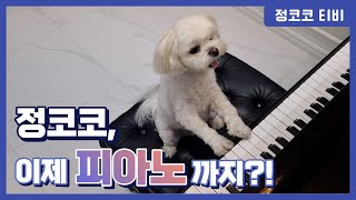 피아노 치는 개 screenshot 5