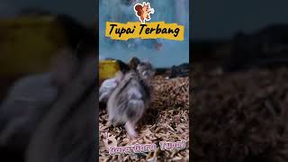 Gara-Gara Tupai #satwalucu