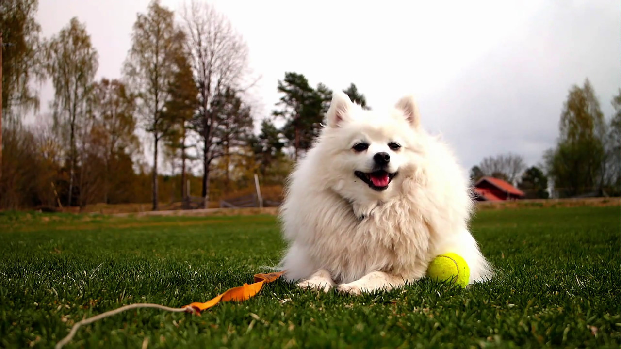 #0449 My Japanese Spitz - YouTube