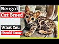 Bengal Cat Breed - What You Should Know About Bengal Cats! の動画、YouTube動画。