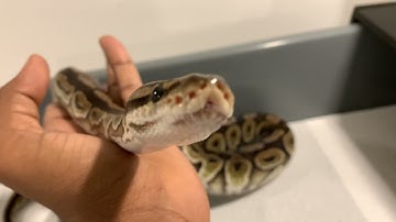My ball python collection, plus breeding season plans 2022