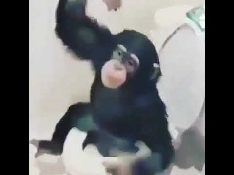 There’s a monkey in my bathroom 