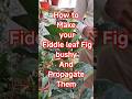 1 cut=2 plants! Let’s propagate your Fiddle Leaf Fig #FiddleLeafFig #PlantPropagation #GardeningTips