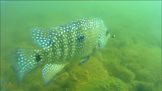 Rio Grande Cichlid Fly Fishing Youtube