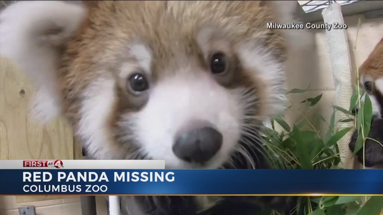 Red Panda missing YouTube