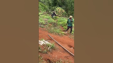 Cách làm hệ thống tưới cà phê bằng ống nhánh LDPE #hethongtuoi #ongldpenguyensinh