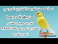 ساعه من تغريد عجيب لطائرالكناري الروسي 99402246 - بطولة روسيا - اغرب تغريد