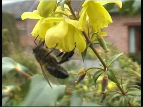 Honeybee on flower of Mahonia Abeille sur fleur de Mahonia