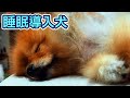 【睡眠用】睡眠導入犬があなたの睡眠をサポートします
