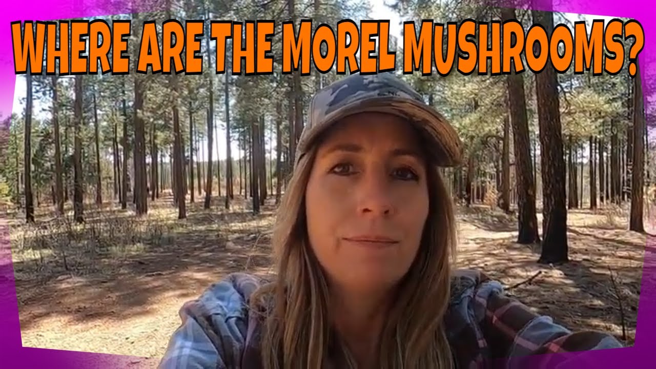 SCOUTING A BURN AREA FOR MOREL MUSHROOMS YouTube