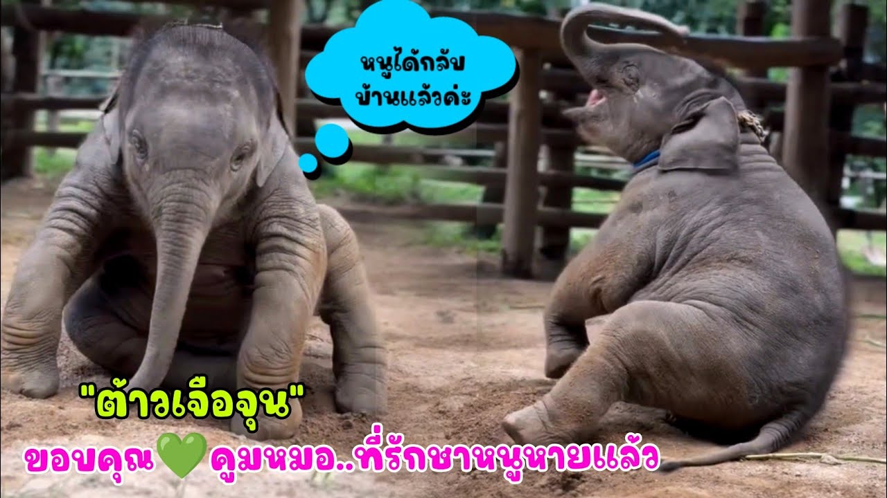 ต้าวเจือจุน หายแล้วและได้กลับบ้านเรียบร้อย หลังมารักษาอาการบาดเจ็บตาที่ รพ.ช้างศูนย์อนุรักษ์ช้างไทย