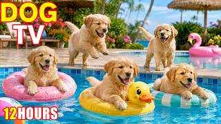 12 Hours of Dog TV for Dogs to Watch 🐕 Soft Music 🌙 Stress Relief & Peaceful Rest for Dogs 🐾 screenshot 5