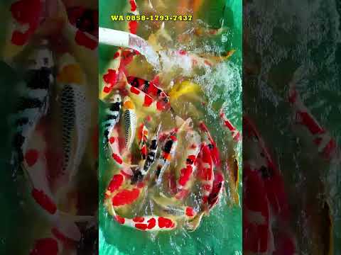 IKAN KOI DI MUDPOND MEMANG CEPAT JUMBO KAWAN!! #shorts