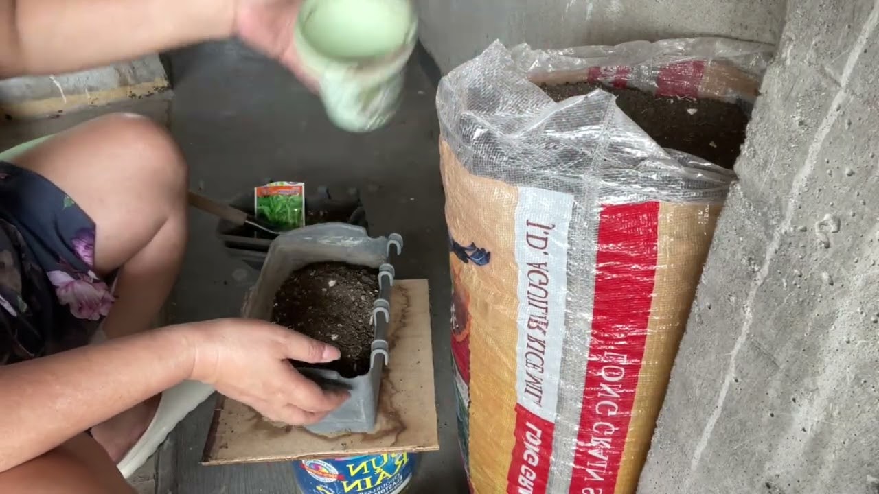 Diniligan ko ang bagong tanim 