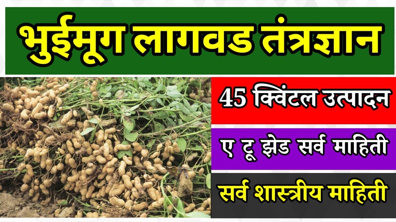 #भुईमूग लागवड सर्व माहिती l खरीप/रब्बी /उन्हाळी भुईमूग लागवड l टॉप ५ ...