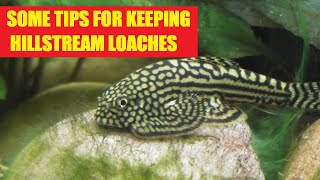 Some tips and info on keeping Hillstream loaches.