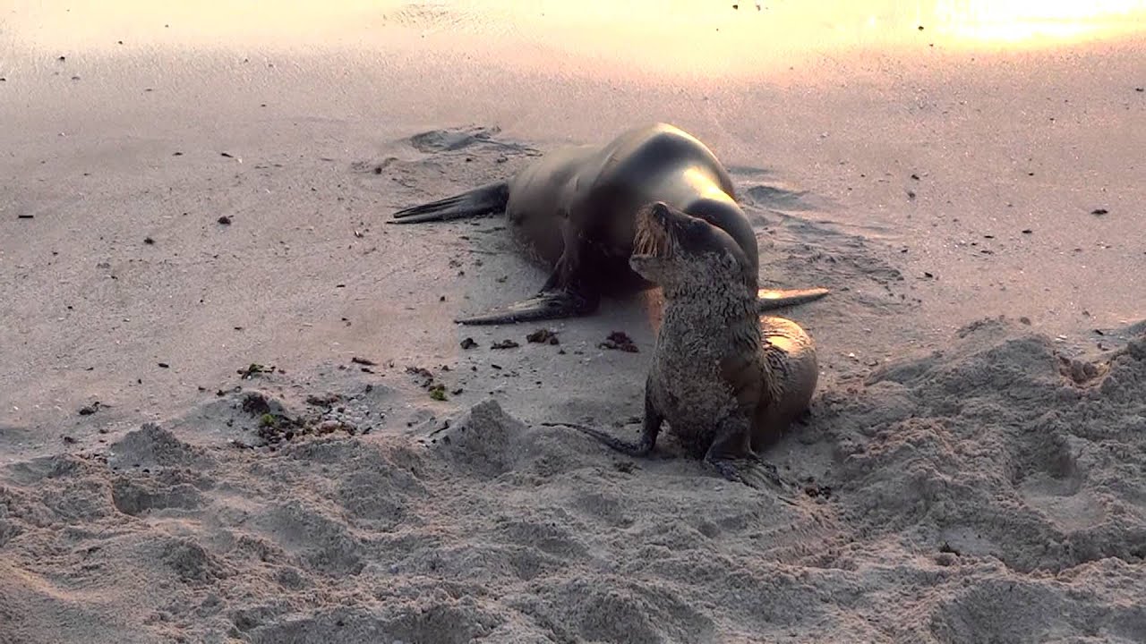 Sea lion mom and baby