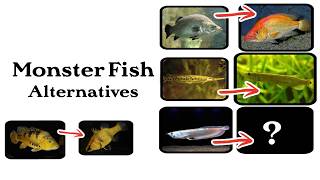 Don't Buy MONSTER Fish, Buy These Instead