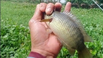 Câu cá rô đồng, cá thác lác mùa nước nổi. câu cá dính toàn hàng chất lượng.