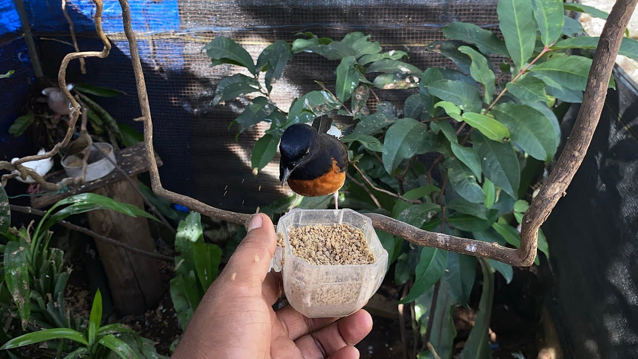 ULAT KANDANG MAKANAN FAVORIT BURUNG DI AVIARY ❤️