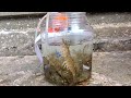 Using Live Shrimp For LOTS of Random Bridge Fish