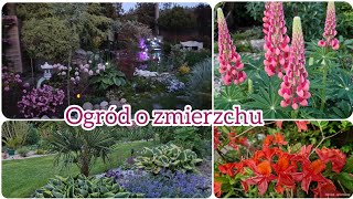 Majowy spacer o zmierzchu 😍🌸🌿🏵 Pojawiły się choroby róż 😱🌹🌹