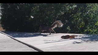 Little Chipmunk ATTACKS Big Squirrel !