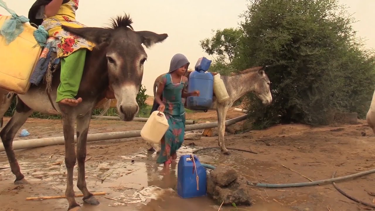 من مسافات بعيدة.. أبناء مديرية حرض بحجة يجلبون المياه على ظهور الحمير