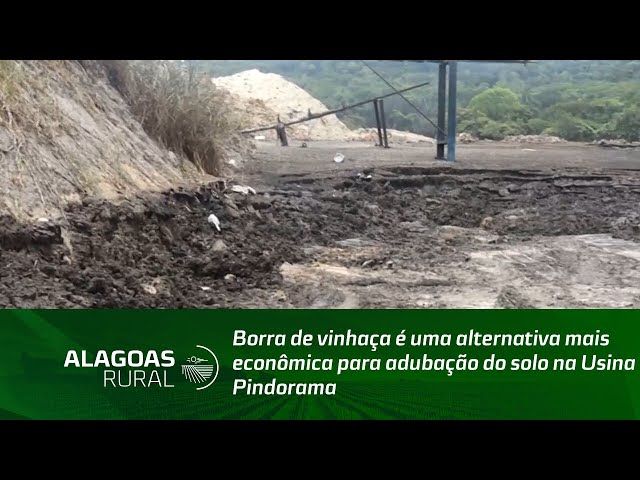 Borra de vinhaça é uma alternativa mais econômica para adubação do solo na Usina Pindorama