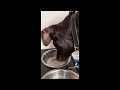 Dogs hilarious reaction to tasting sparkling water and coke