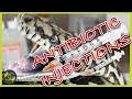 How to Treat Respiratory Infections in Snakes - Antibiotic Injections - Cookies Critters