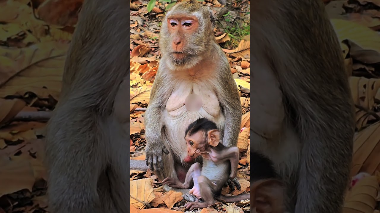 An adorable baby monkey is suckling its mother.( Ep 3 ) [ 