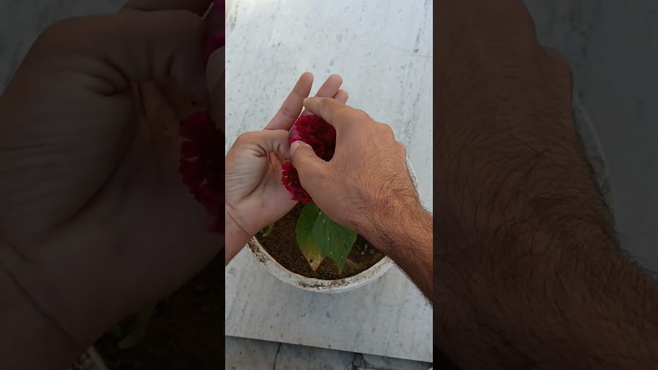 Cockscomb Seed Collecting. 