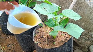 Magic Fertilizer From Tree Leaves That Makes Plants Grow Very Fast - Free Fertilizer