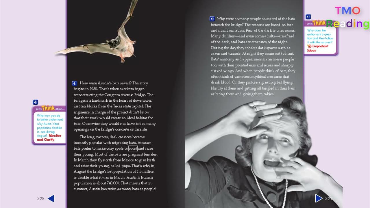 The Truth About Austin's Amazing Bats YouTube