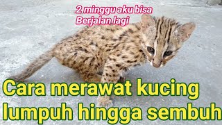 Cara merawat kucing lumpuh hingga sembuh//miu meow