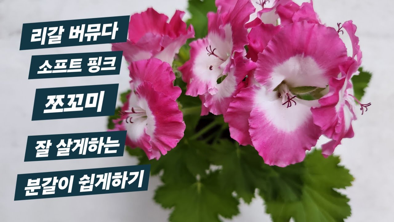 리갈 버뮤다 소프트핑크 쪼꼬미 잘 살리는 분갈이