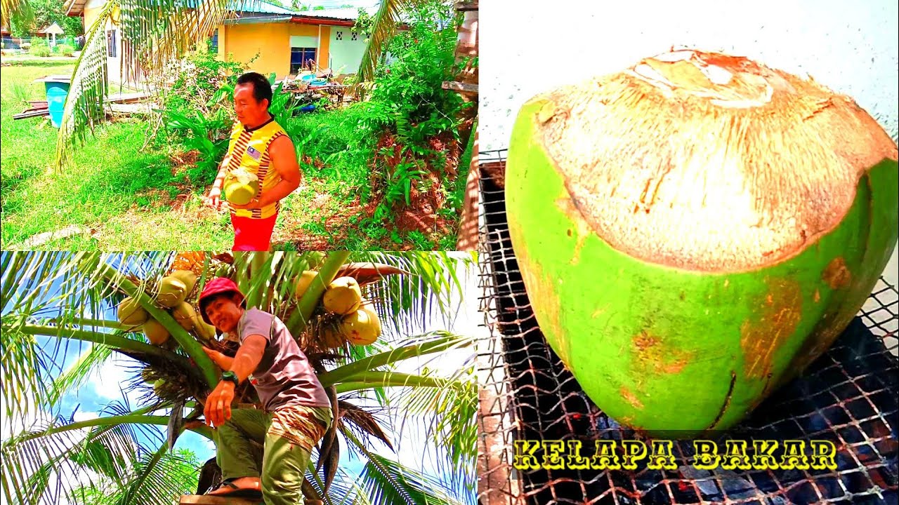 Kelapa muda senang nak dapat kalau dikpg 