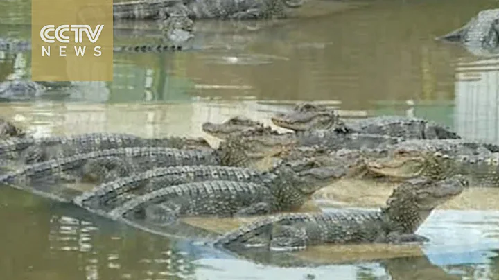 18 Chinese alligators released into wild - DayDayNews