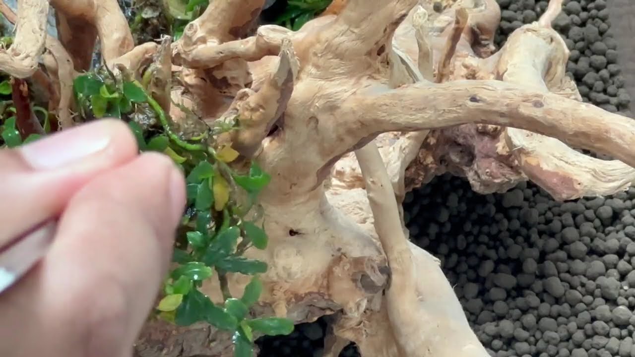 Bucephalandra Nano Aquarium Aquascape |ADA|Neo helios|SreePadma