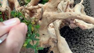 Bucephalandra Nano Aquarium Aquascape Adaneo Heliossreepadma