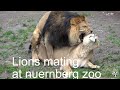 lions mating nuernberg zoo Löwen Paarung Tiergarten Nürnberg