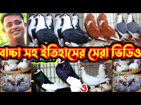 ১০০% কবুতর বাচ্চা সহ কিনুন || ইতিহাসের সেরা অফারে ফেন্সি কবুতর || কম দামে কবুতর বিক্রি করা হবে