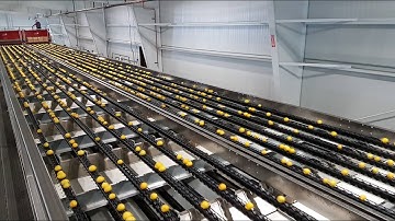 AWETA |  Citrus sorting & grading machines