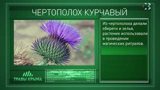 Травы Крыма. Выпуск 92. ЧЕРТОПОЛОХ КУРЧАВЫЙ Травы Крыма. Выпуск 92. ЧЕРТОПОЛОХ КУРЧАВЫЙ