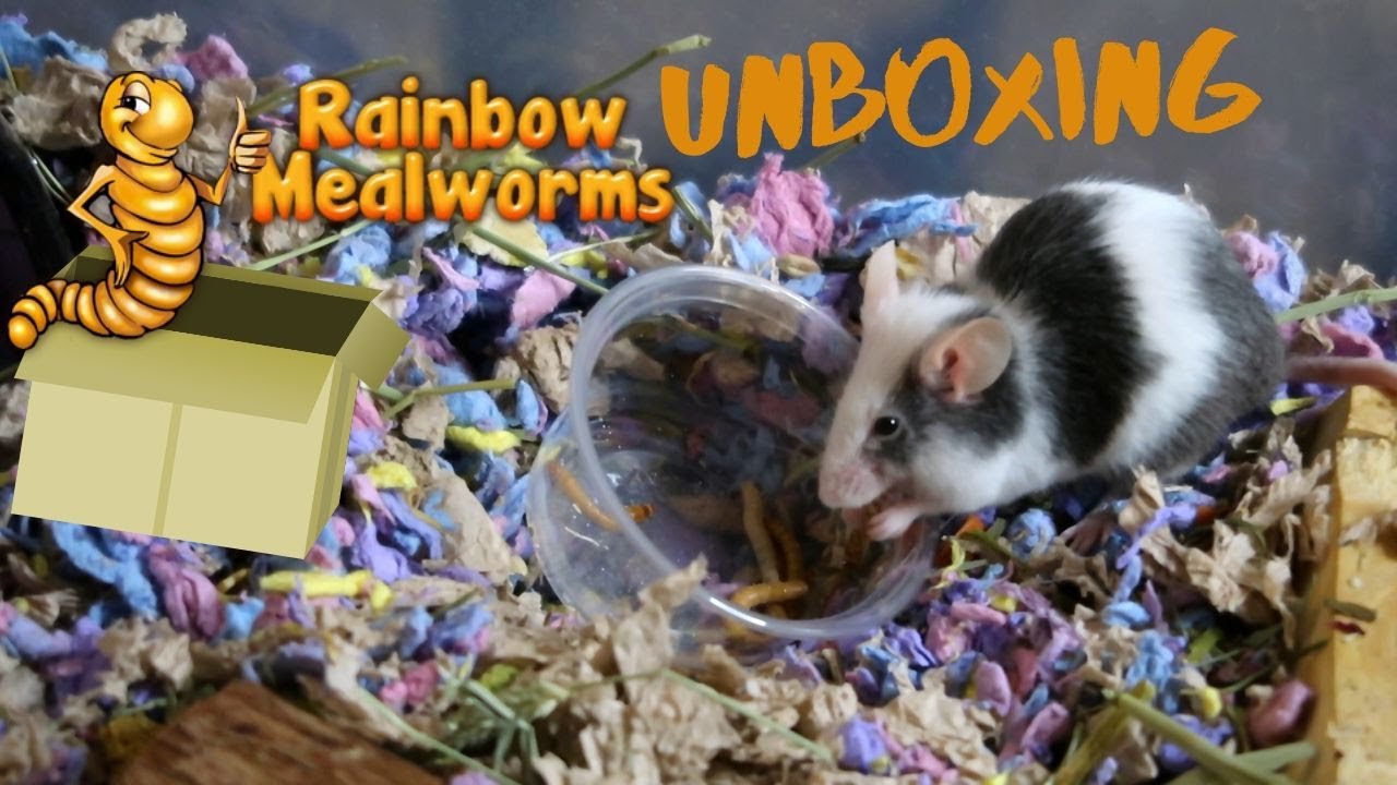 Rainbow Mealworm Unboxing YouTube