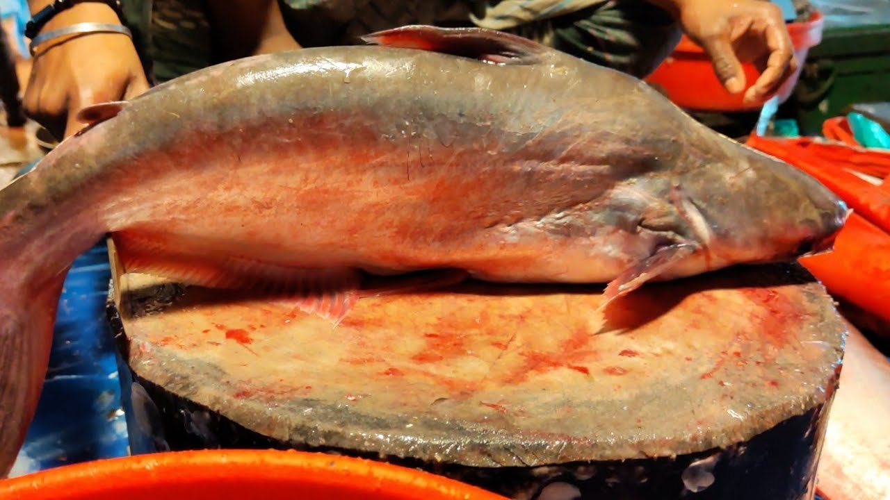 Amazing skills show live today’s fish market Thoughts of Zaara is live!